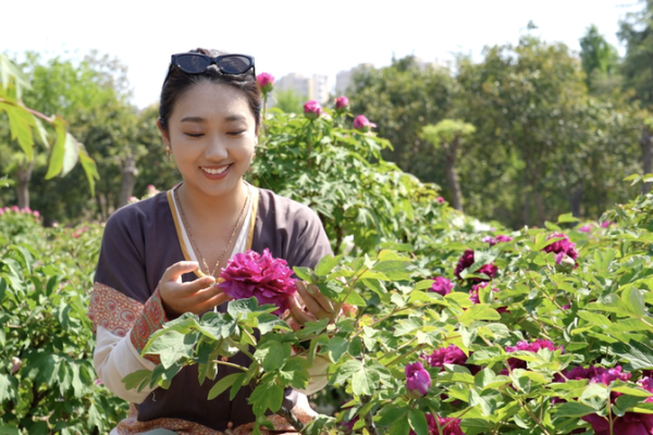 Heze_s_Peony_Blossoms_into_Global_Economic_Powerhouse video poster