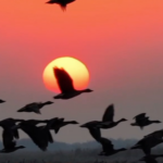 Horqin_Reserve_Welcomes_Stunning_Migratory_Bird_Spectacle video poster