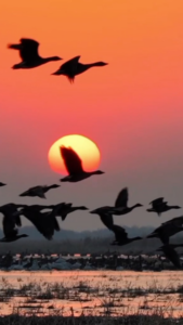 Horqin_Reserve_Welcomes_Stunning_Migratory_Bird_Spectacle video poster
