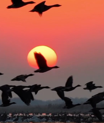 Horqin_Reserve_Welcomes_Stunning_Migratory_Bird_Spectacle video poster