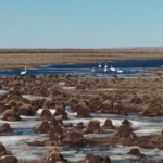 Hulun_Lake_Welcomes_Spring_with_Migratory_Bird_Influx video poster