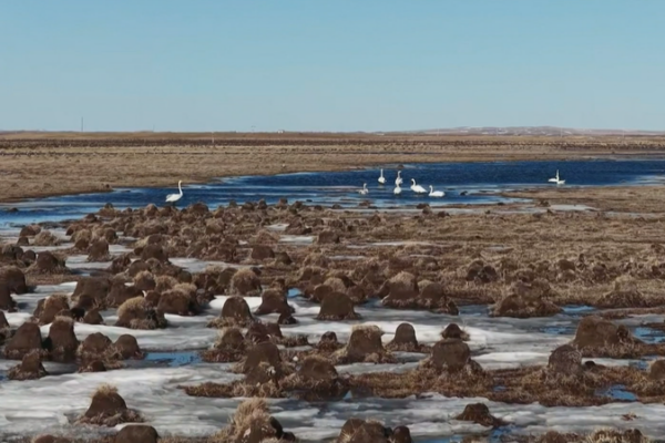 Hulun_Lake_Welcomes_Spring_with_Migratory_Bird_Influx video poster