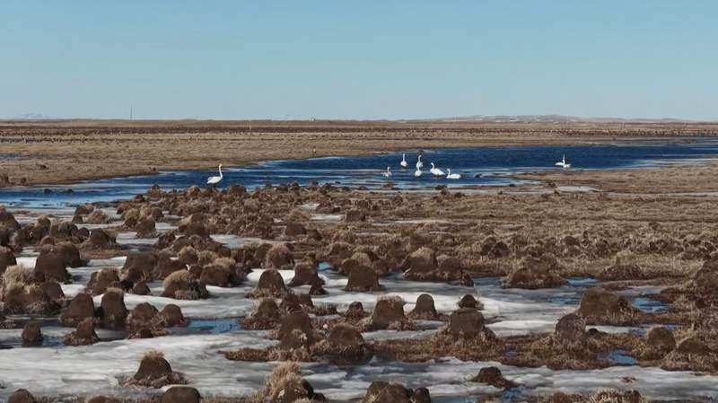 Hulun_Lake_Welcomes_Spring_with_Migratory_Bird_Influx_poster - Khabar Asia Hulun_Lake_Welcomes_Spring_with_Migratory_Bird_Influx video poster