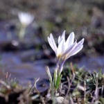 Ice_Top_Flowers_Herald_Spring_in_Xinjiang_s_Mountain_Valleys_poster - Khabar Asia Ice_Top_Flowers_Herald_Spring_in_Xinjiang_s_Mountain_Valleys video poster