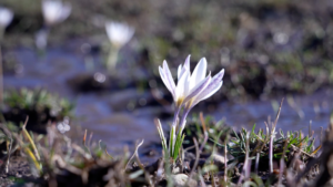 Ice_Top_Flowers_Herald_Spring_in_Xinjiang_s_Mountain_Valleys video poster