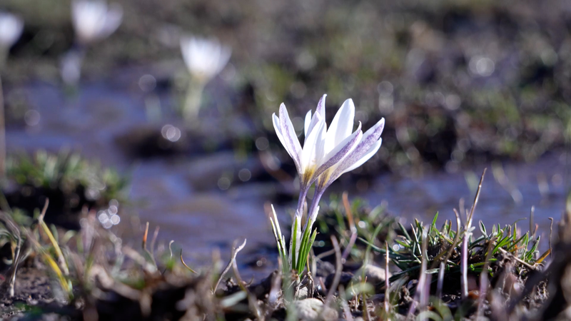 Ice_Top_Flowers_Herald_Spring_in_Xinjiang_s_Mountain_Valleys video poster