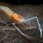 New_Freshwater_Shrimp_Species_Discovered_in_Southwest_China_s_Guangxi