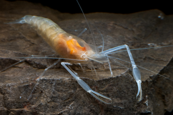 New_Freshwater_Shrimp_Species_Discovered_in_Southwest_China_s_Guangxi