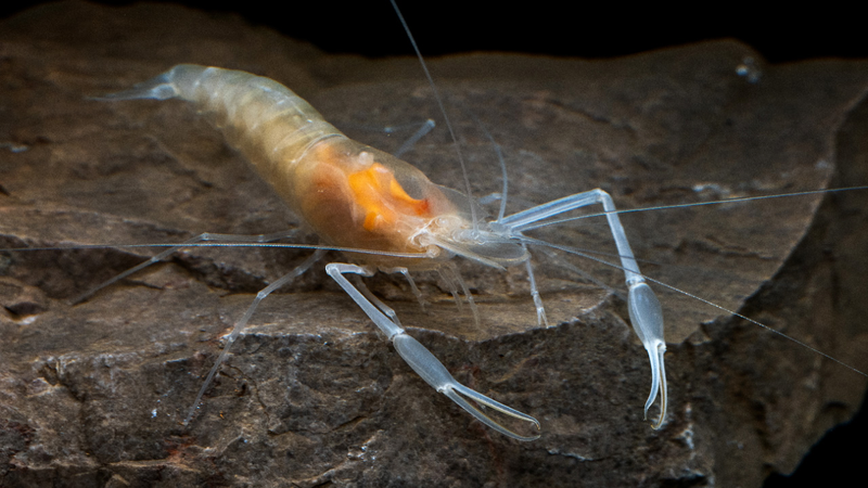 New_Freshwater_Shrimp_Species_Discovered_in_Southwest_China_s_Guangxi - Khabar Asia New_Freshwater_Shrimp_Species_Discovered_in_Southwest_China_s_Guangxi