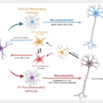 New_Study_Highlights_Glial_Cells__Role_in_Neurological_Disorders