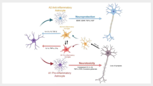 New_Study_Highlights_Glial_Cells__Role_in_Neurological_Disorders