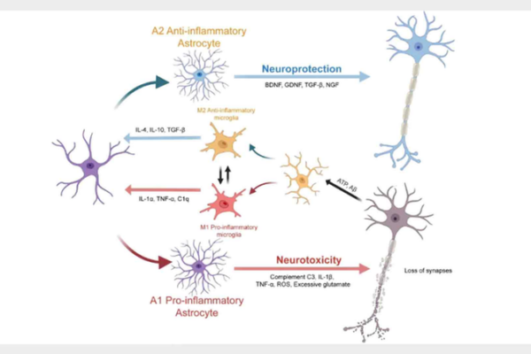 New_Study_Highlights_Glial_Cells__Role_in_Neurological_Disorders
