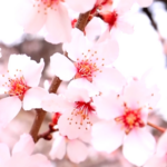 Nyingchi_Peach_Blossom_Festival_2026_Blends_Nature_and_Culture_in_Xizang video poster