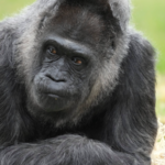 World’s Oldest Gorilla Fatou Marks 69th Birthday at Berlin Zoo