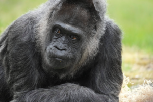 World’s Oldest Gorilla Fatou Marks 69th Birthday at Berlin Zoo