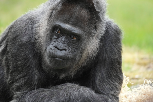 World’s Oldest Gorilla Fatou Marks 69th Birthday at Berlin Zoo