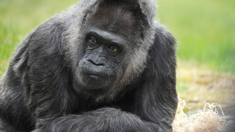 World’s Oldest Gorilla Fatou Marks 69th Birthday at Berlin Zoo