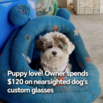 Puppy_Love_in_Henan__Nearsighted_Dog_Gets_Custom_Glasses_in_2026 video poster