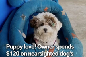 Puppy_Love_in_Henan__Nearsighted_Dog_Gets_Custom_Glasses_in_2026 video poster