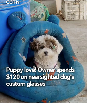 Puppy_Love_in_Henan__Nearsighted_Dog_Gets_Custom_Glasses_in_2026 video poster