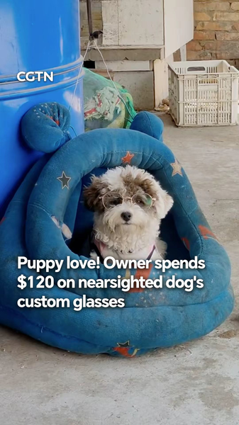 Puppy_Love_in_Henan__Nearsighted_Dog_Gets_Custom_Glasses_in_2026_poster - Khabar Asia Puppy_Love_in_Henan__Nearsighted_Dog_Gets_Custom_Glasses_in_2026 video poster