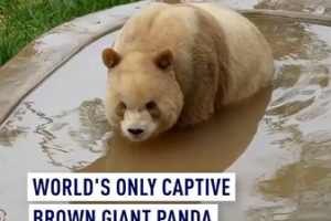 Qi_Zai__World_s_Only_Captive_Brown_Panda__Enjoys_Spring_Outing video poster