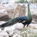 Rare_Bird_Duo_Spotlights_China_s_Conservation_Success video poster