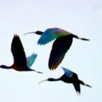 Rare_Glossy_Ibises_Spotted_at_Hongze_Lake__Signaling_Ecological_Revival video poster