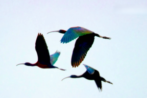 Rare_Glossy_Ibises_Spotted_at_Hongze_Lake__Signaling_Ecological_Revival video poster