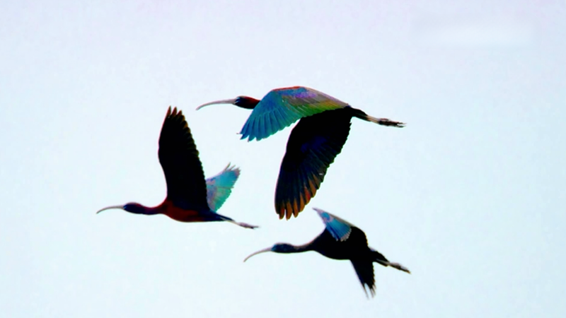 Rare_Glossy_Ibises_Spotted_at_Hongze_Lake__Signaling_Ecological_Revival video poster