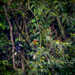 Rare_Rufous_Necked_Hornbill_Spotted_in_SW_China__Signals_Ecological_Hope