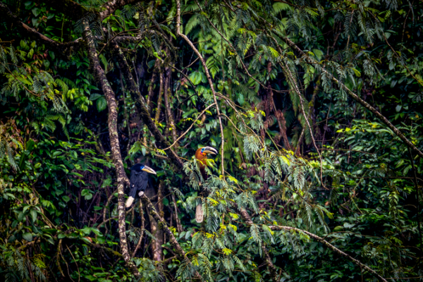 Rare_Rufous_Necked_Hornbill_Spotted_in_SW_China__Signals_Ecological_Hope