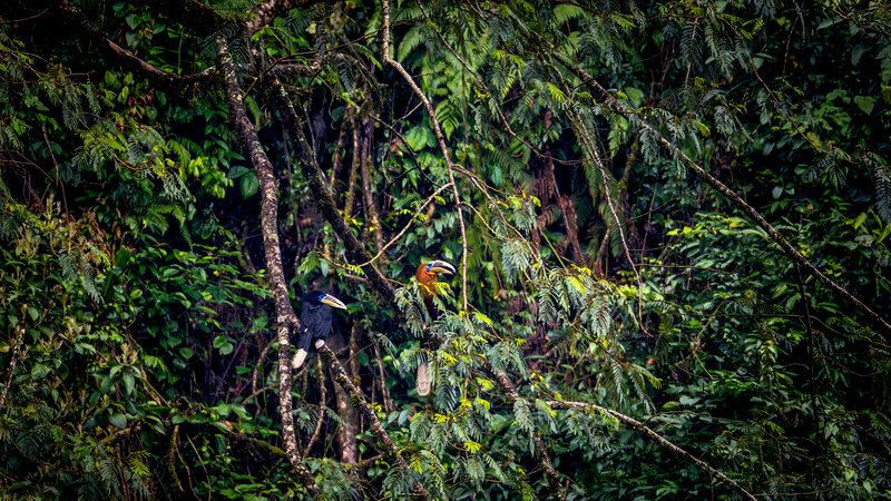 Rare_Rufous_Necked_Hornbill_Spotted_in_SW_China__Signals_Ecological_Hope