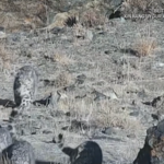 Rare_Snow_Leopard_Family_Spotted_in_Xinjiang_s_Wilderness video poster