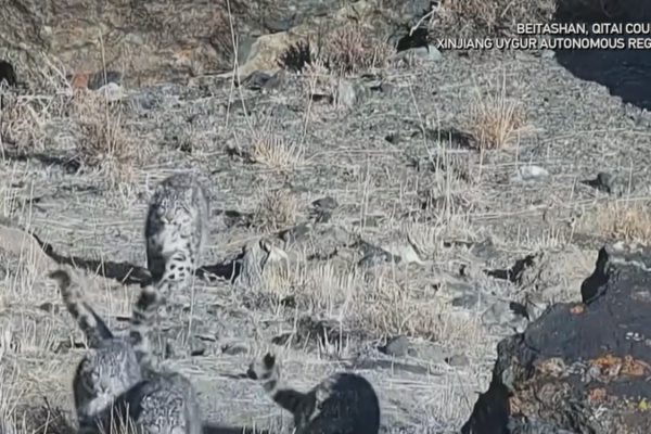 Rare_Snow_Leopard_Family_Spotted_in_Xinjiang_s_Wilderness video poster