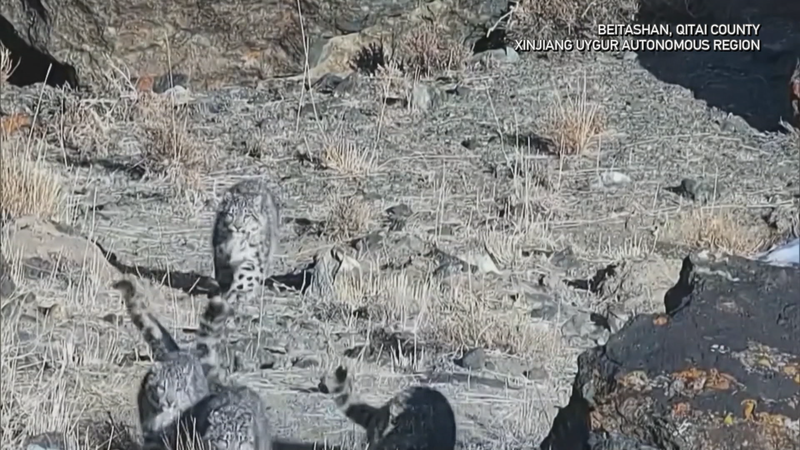 Rare_Snow_Leopard_Family_Spotted_in_Xinjiang_s_Wilderness video poster
