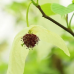 Rare__Dove_Trees__Bloom_in_Guizhou_s_UNESCO_Heritage_Site video poster