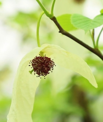 Rare__Dove_Trees__Bloom_in_Guizhou_s_UNESCO_Heritage_Site video poster