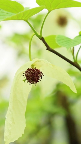 Rare__Dove_Trees__Bloom_in_Guizhou_s_UNESCO_Heritage_Site video poster