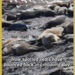 Record_Spotted_Seal_Return_Signals_Ecological_Revival_in_Liaodong_Bay video poster