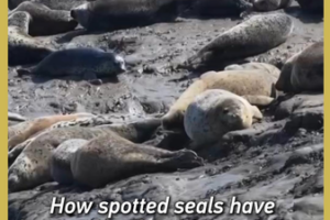 Record_Spotted_Seal_Return_Signals_Ecological_Revival_in_Liaodong_Bay video poster