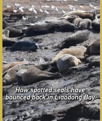 Record_Spotted_Seal_Return_Signals_Ecological_Revival_in_Liaodong_Bay video poster