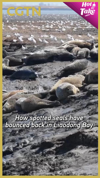 Record_Spotted_Seal_Return_Signals_Ecological_Revival_in_Liaodong_Bay video poster