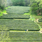 Rizhao_s_Coastal_Tea_Harvest_Begins__A_Taste_of_Shandong_s_Spring
