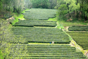 Rizhao_s_Coastal_Tea_Harvest_Begins__A_Taste_of_Shandong_s_Spring