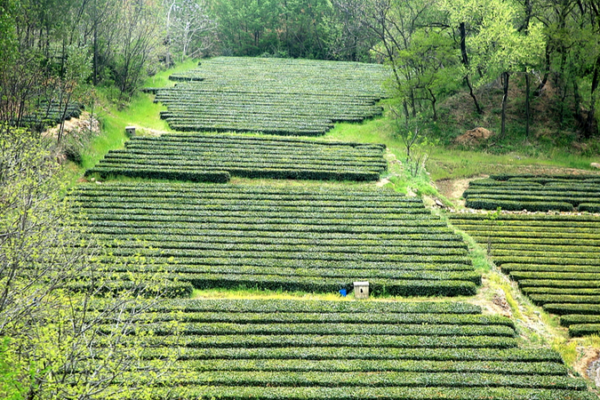 Rizhao_s_Coastal_Tea_Harvest_Begins__A_Taste_of_Shandong_s_Spring