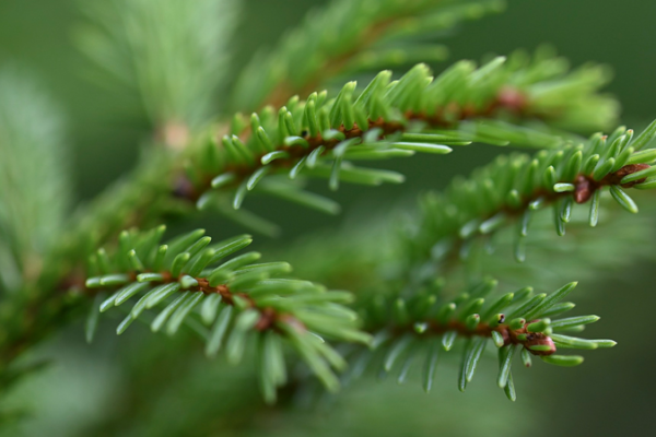 Russian_Scientists_Develop_Spruce_Based_Blood_Clotting_Breakthrough
