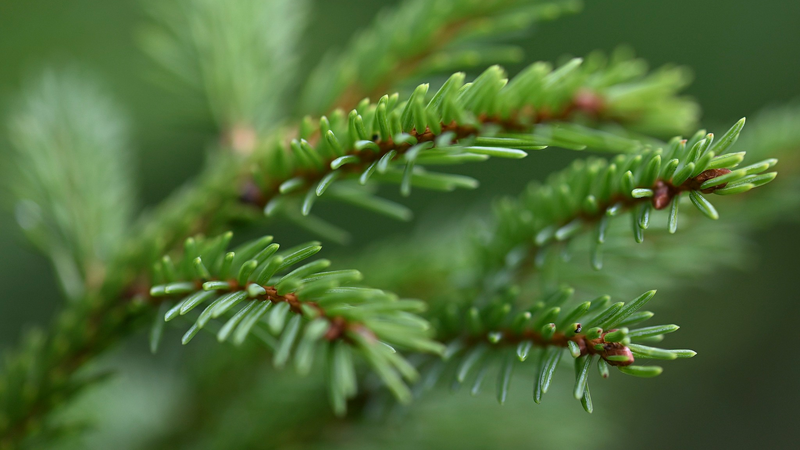 Russian_Scientists_Develop_Spruce_Based_Blood_Clotting_Breakthrough