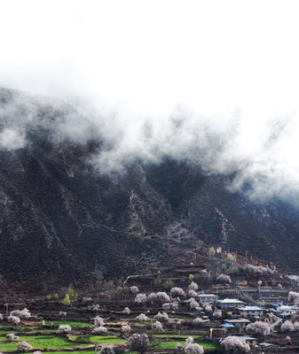 Niwu’s Peach Blossom Festival Captivates Visitors in Xizang’s ‘Little Jiangnan’ video poster