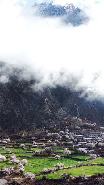 Niwu’s Peach Blossom Festival Captivates Visitors in Xizang’s ‘Little Jiangnan’ video poster